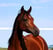 Annuncio cavallo