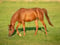 Anuncio de caballos