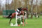 Horse ad