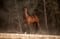 Horse ad