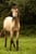 Horse ad