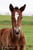 Horse ad