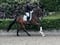 Annuncio cavallo