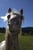 Annuncio cavallo