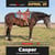 Horse ad