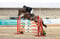 Annuncio cavallo