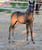 Annuncio cavallo