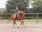 Annuncio cavallo