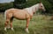 Horse ad