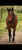 Horse ad