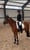Annuncio cavallo