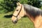 Horse ad