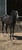 Horse ad