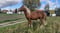 Horse ad