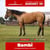 Anuncio de caballos