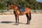 Horse ad