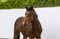 Annuncio cavallo