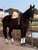 Annuncio cavallo
