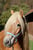 Horse ad
