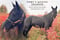 Annuncio cavallo