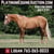 Horse ad