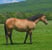 Anuncio de caballos