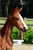 Horse ad