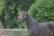 Annonce cheval