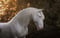 Annonce cheval