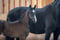 Anuncio de caballos