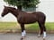 Horse ad