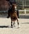 Annonce cheval