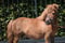 Annuncio cavallo
