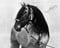 Horse ad