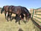 Annuncio cavallo