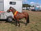 Annuncio cavallo