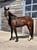 Horse ad