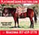 Horse ad
