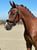 Horse ad