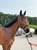Horse ad