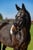 Annonce cheval