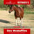 Paardadvertentie