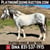 Horse ad