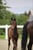 Horse ad