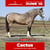 Annuncio cavallo