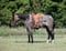 Annuncio cavallo