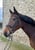 Annuncio cavallo