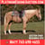 Annuncio cavallo