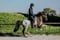 Horse ad
