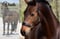 Annuncio cavallo